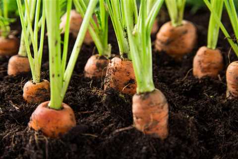 Tips For Planting Carrots in a Raised Garden Bed