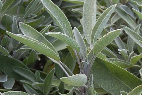 Growing Sage As a Culinary Herb