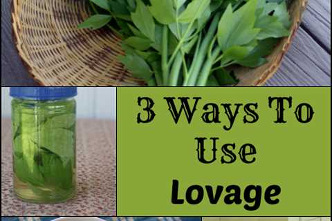 Growing Lilacs and Lilac Lilies With the Loveage Herb