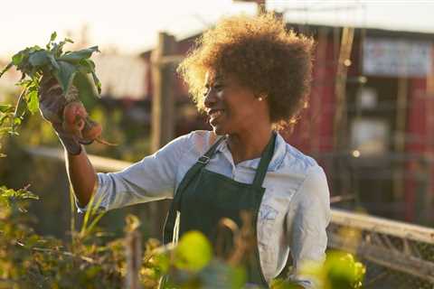 Is Miracle Gro a Fertilizer?