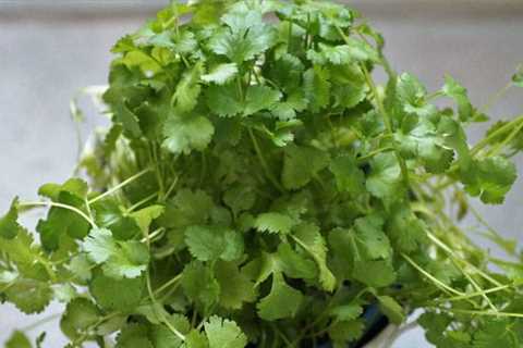 Tips For Growing Cilantro