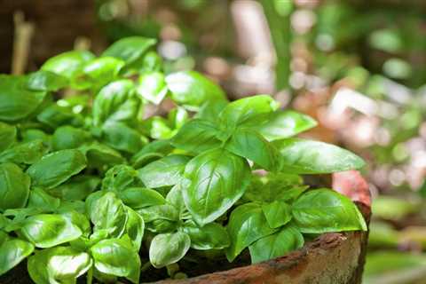How to Grow Basil - How to Grow Sweet Basil Varieties