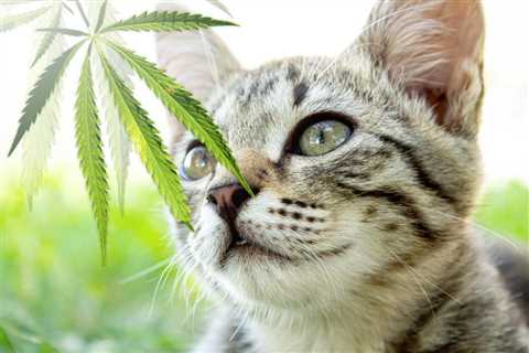 California lawmakers approve bill to legalize cannabis for pets