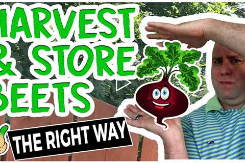 Harvesting Beets | When to Pick Beets & Store Them Long Term