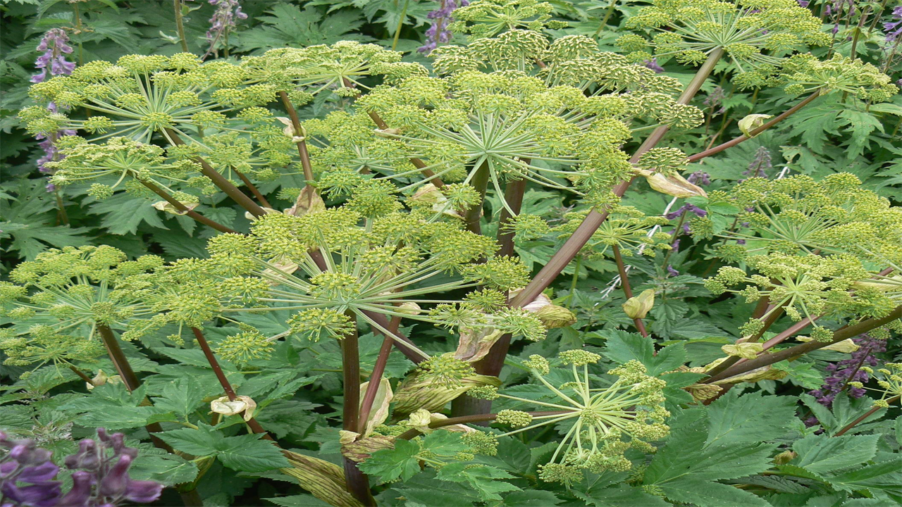 How to Plant Angelica