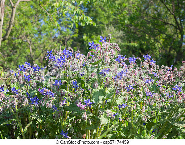 Borage is a Blue Flowering Herb