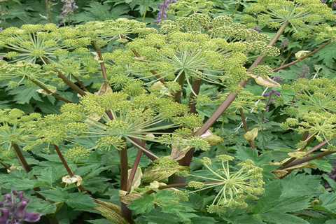 How to Plant Angelica