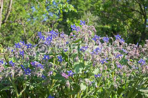 Borage is a Blue Flowering Herb