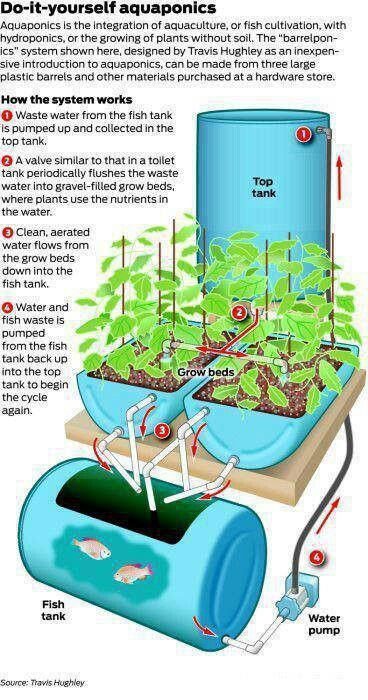 How Much Water Does Aquaponics Use?