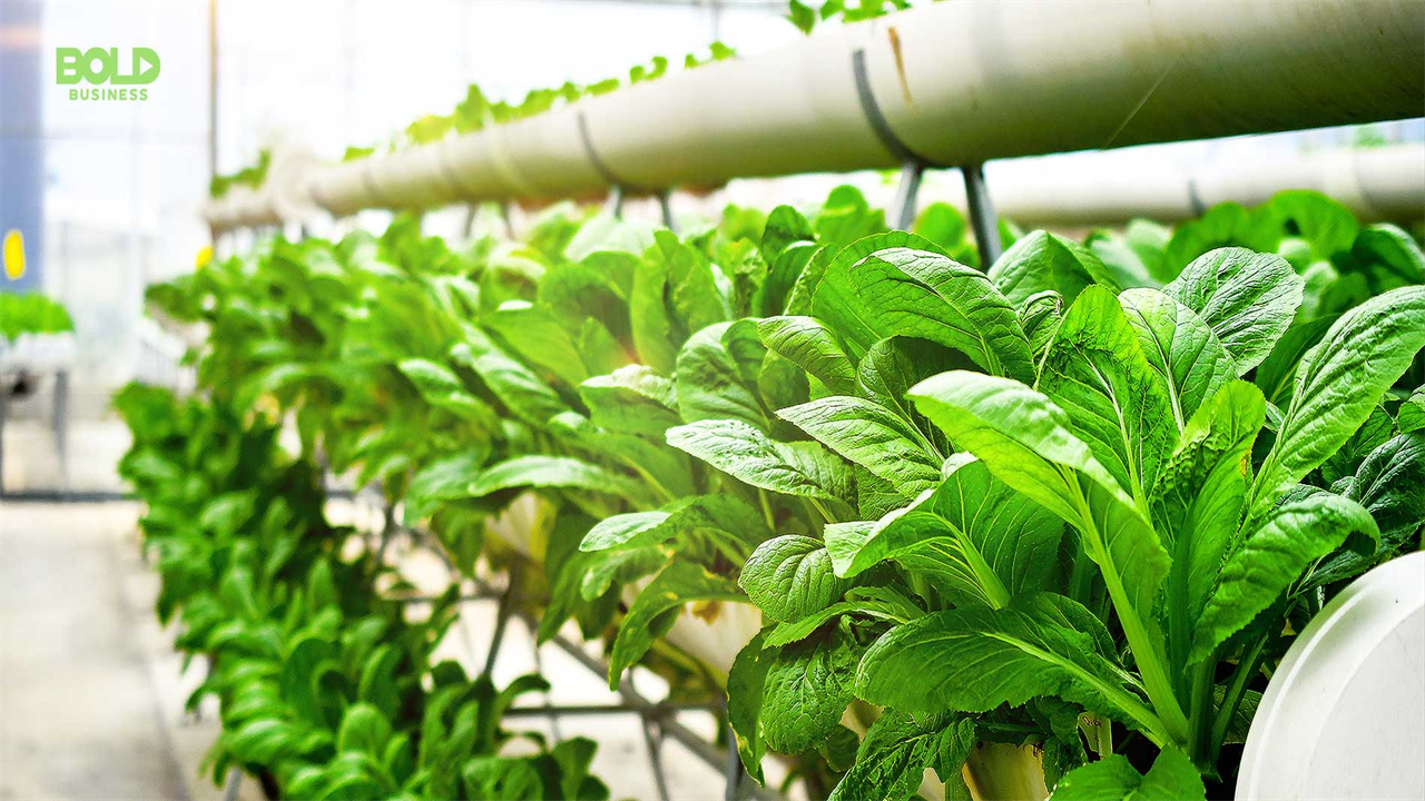 How to Start an Aquaponics Business