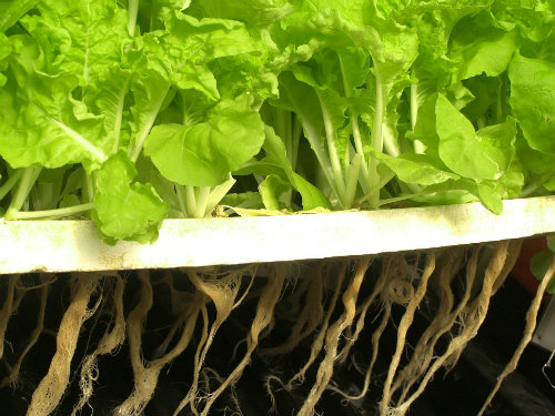 How to Grow Lettuce With Aquaponics