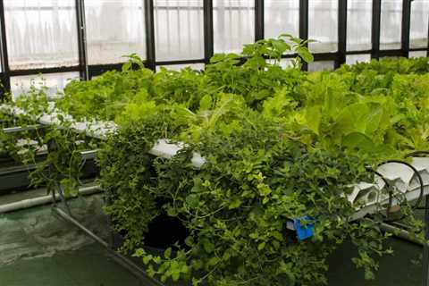 Can Aquaponics Be Organic?