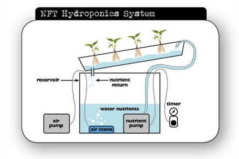 Which is Better Hydroponics Or Aquaponics?