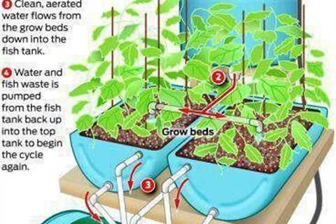 How Much Water Does Aquaponics Use?