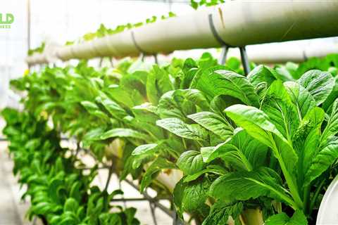 How to Start an Aquaponics Business