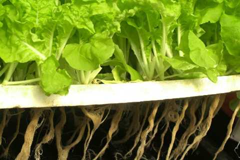 How to Grow Lettuce With Aquaponics