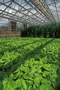 How Hydroponics Systems Work