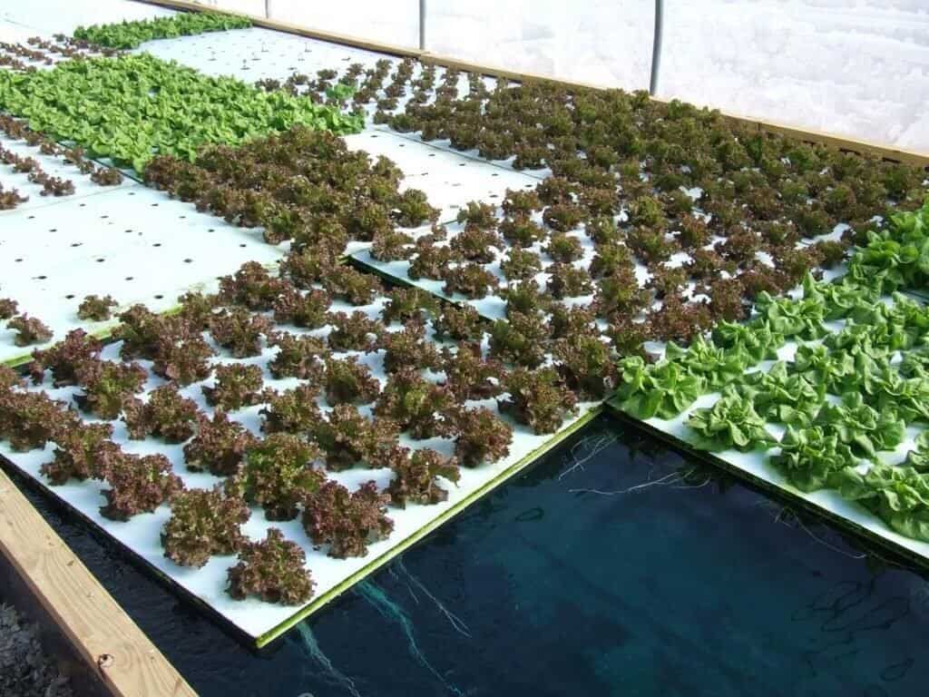 Aquaponics - How Many Plants Per Fish?