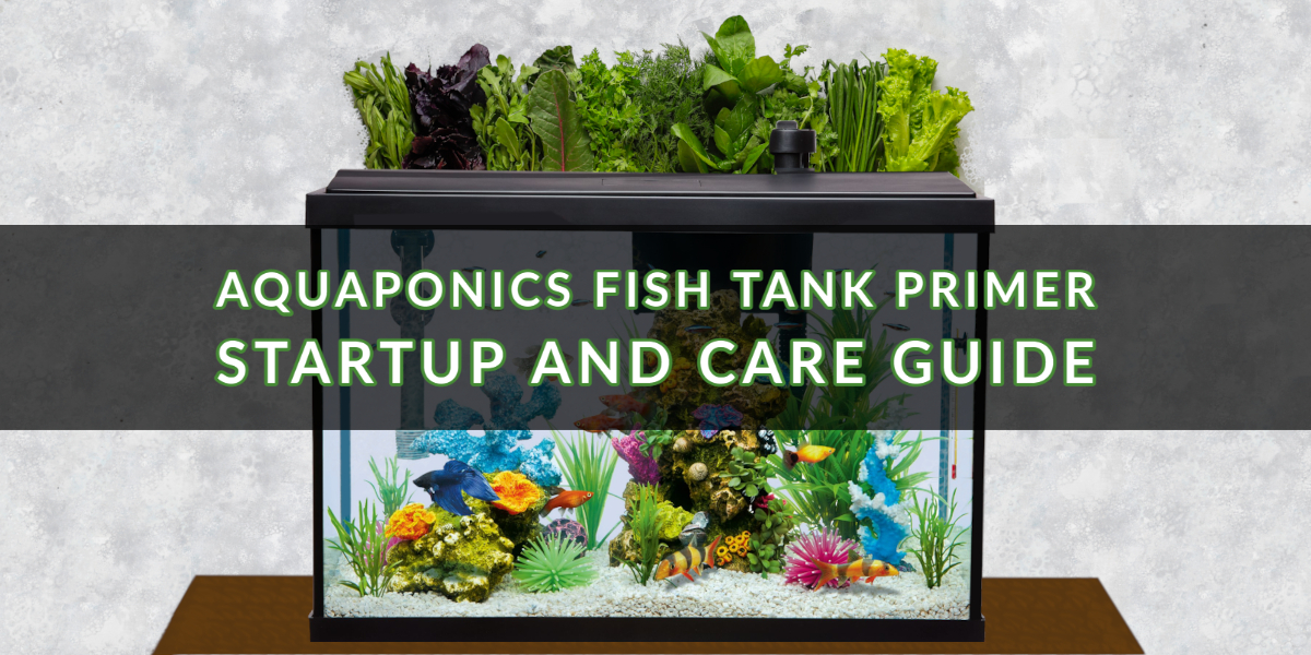 Aquaponics With Fish Tank