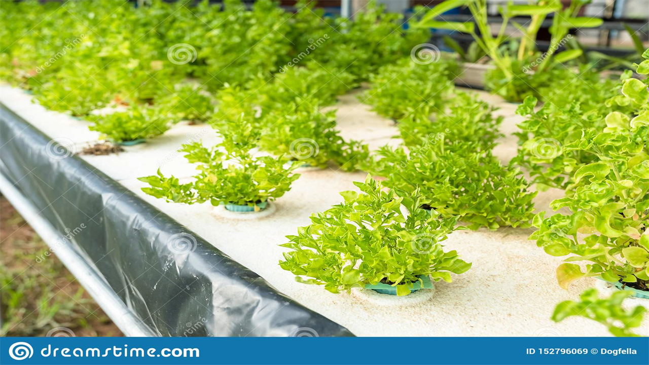 How to Use Aquaponics to Grow Vegetables