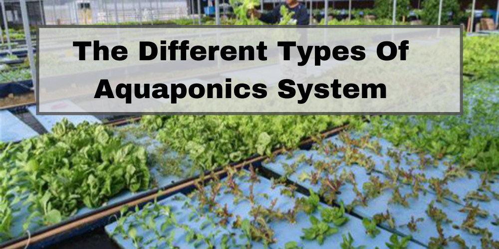 What Are the Most Efficient Aquaponics Systems?