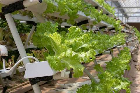 Hydroponic Gardening For Dummies