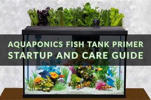 Aquaponics With Fish Tank