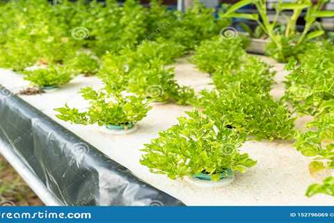 How to Use Aquaponics to Grow Vegetables