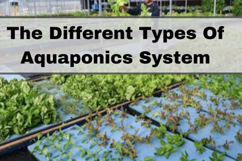 What Are the Most Efficient Aquaponics Systems?