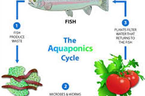 Aquaponics - Where to Start?