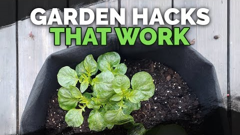 5 Gardening Tips and Ideas that Actually Work