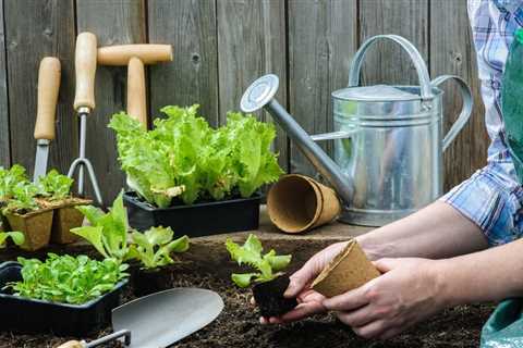 How to Create Bird Nest Materials to Attract Birds and Hummingbirds