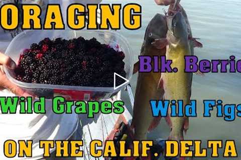 FISHING & FORAGING ... ON THE CALIF. DELTA!