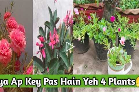 4 Easy To Grow Summer plants |Less Care Flowering Plants|Flowering Plants in Small Pots