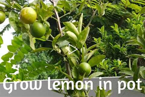 How to grow lemon in pot|| gardening tips #anooshzone #kitchengardening #lemoninpot #vlog