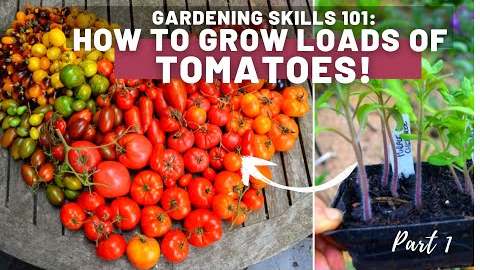 Gardening skills 101: How to grow tomatoes - Tips and tricks - Planting and hardening off | Part 1 |