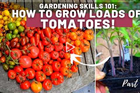 Gardening skills 101: How to grow tomatoes - Tips and tricks - Planting and hardening off | Part 1 |