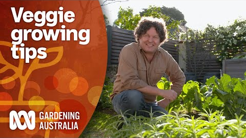 How to maximise your vegetable gardens produce year-round | Gardening 101 | Gardening Australia