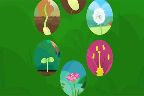 What are the 5 stages of plant cycle?