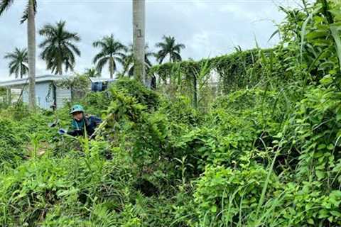 Overgrown 3METER tall grass covered FENCE LAWN Impossible To Use  Let''''s TRANSFORMATION This Mess!