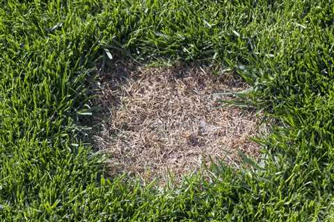 Tips For Restoring Brown Spots In Grass