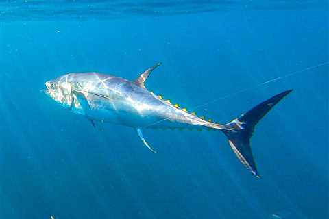 Survey: Do You Fish for Giant Tuna in New England?