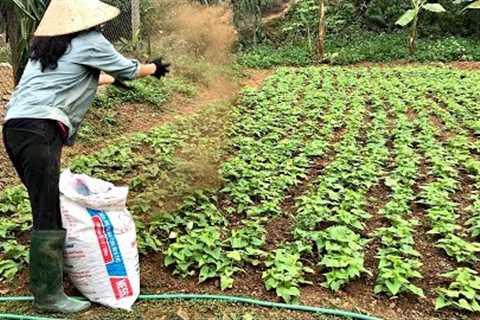 Busy Day on the Farm: Cleaning Chicken, Duck, Goose Coops, Fertilizing Plants, Planting Sugarcane