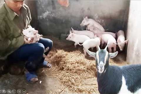 Taking Care Of Sows, Goats.  Diarrhea Treatment For Piglets. (Episode 10).