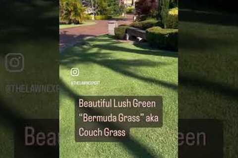 Beautiful Bermuda Couch lawn popping this summer! [Couch Lawn Care] [Bermuda Grass] [TifTuf Couch]