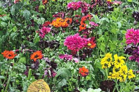 Achieve Gardening Success with Baker Creek Heirloom Seeds