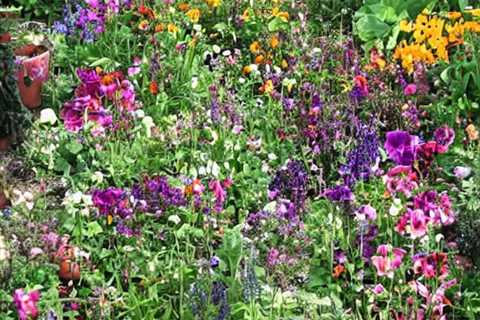 Transform Your Garden Today with Annie’s Heirloom Seeds