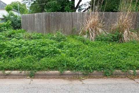 Homeowner Was SHOCKED At The Transformation UGLY LAWN Makeover Start To Finish YARD CLEANUP!!