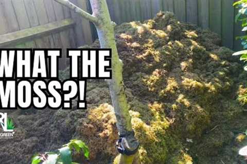 WHAT THE MOSS?! | APRIL LAWN CARE