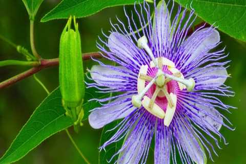 Identifying Native Plants in Central Florida